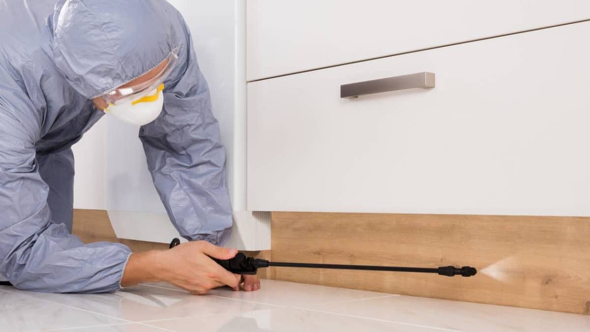 Comment choisir votre entreprise de désinsectisation dans le Loiret