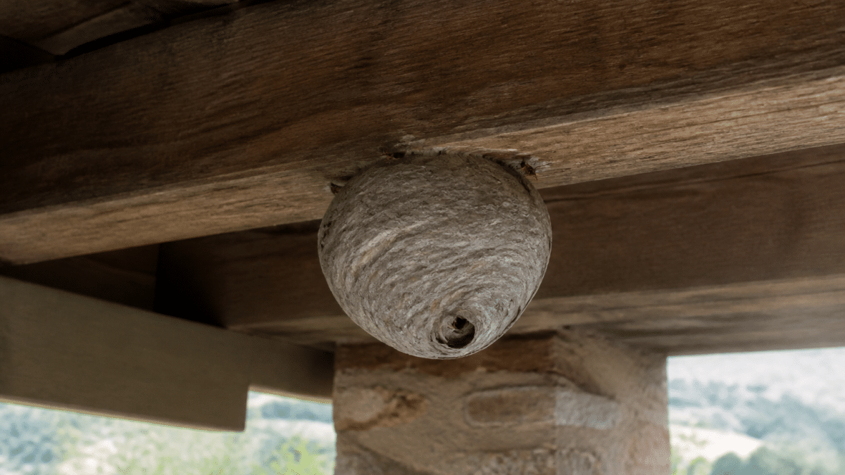 Nid de guepes gris attache sous poutre bois toiture