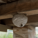Nid de guepes gris attache sous poutre bois toiture