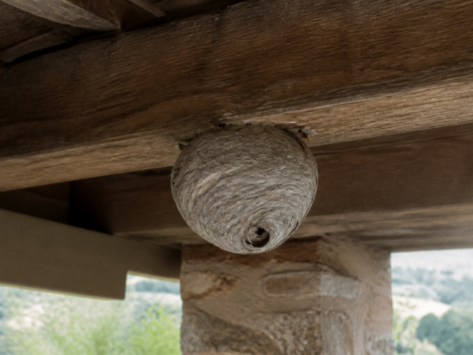Nid de guepes gris attache sous poutre bois toiture